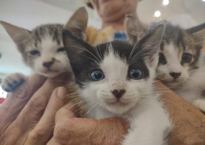 Nova Iguaçu promove feira de adoção de pets nesta quarta-feira (10)