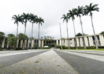 Prefeitura vai substituir duas palmeiras imperiais no Paço Municipal