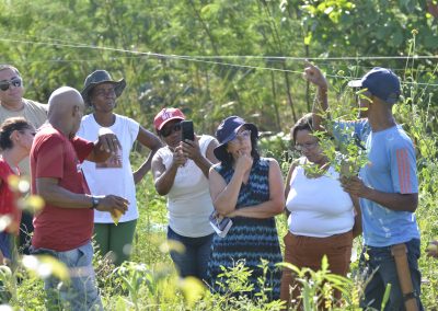 Secretaria de Agricultura e Meio Ambiente de Nova Iguaçu estimula a produção de hortas domésticas