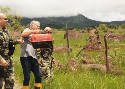 Guarda Ambiental de Nova Iguaçu realiza soltura de gavião em Tinguá