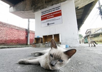 Nova Iguaçu inicia campanha com placas ilustrativas contra abandono de animais