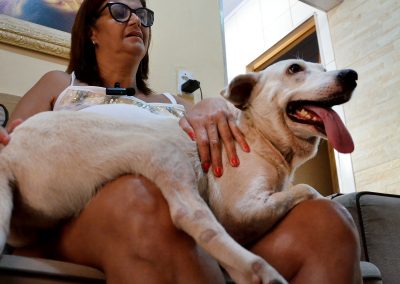 Cão é adotado em feira da prefeitura após ser atropelado e perder uma das patas