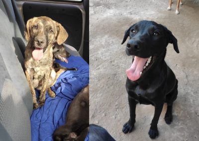 Feira de Adoção de Animais em Nova Iguaçu busca um final feliz para cães e gatos