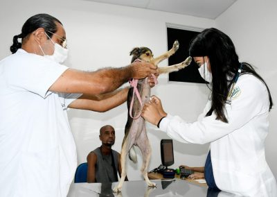 Prefeitura de Nova Iguaçu divulga balanços dos serviços de castração e vacinação antirrábica e adoção de animais